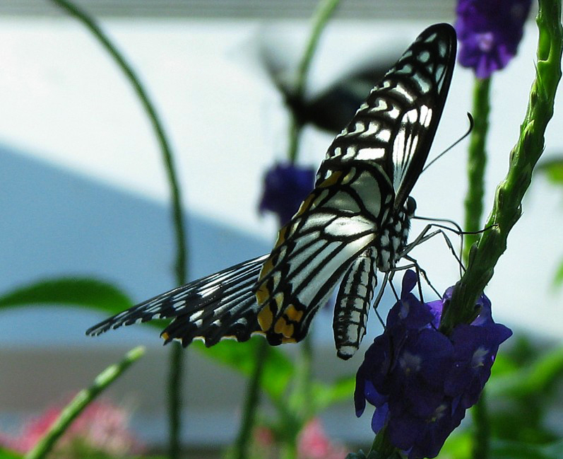 papillon chiquier