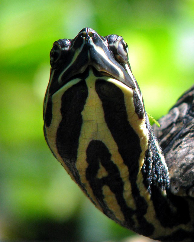 tte de tortue