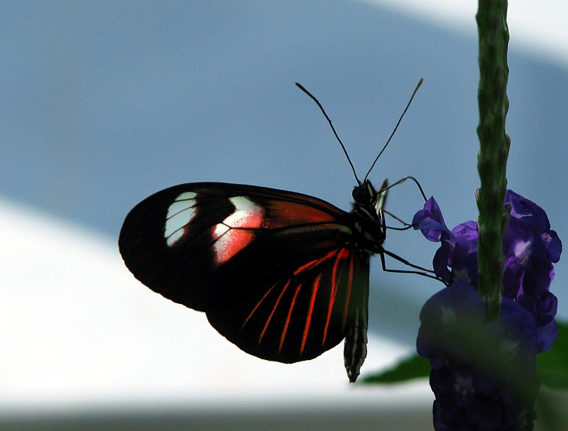 contrejour rouge