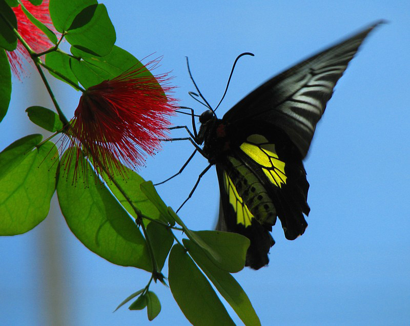 papillon papillonant