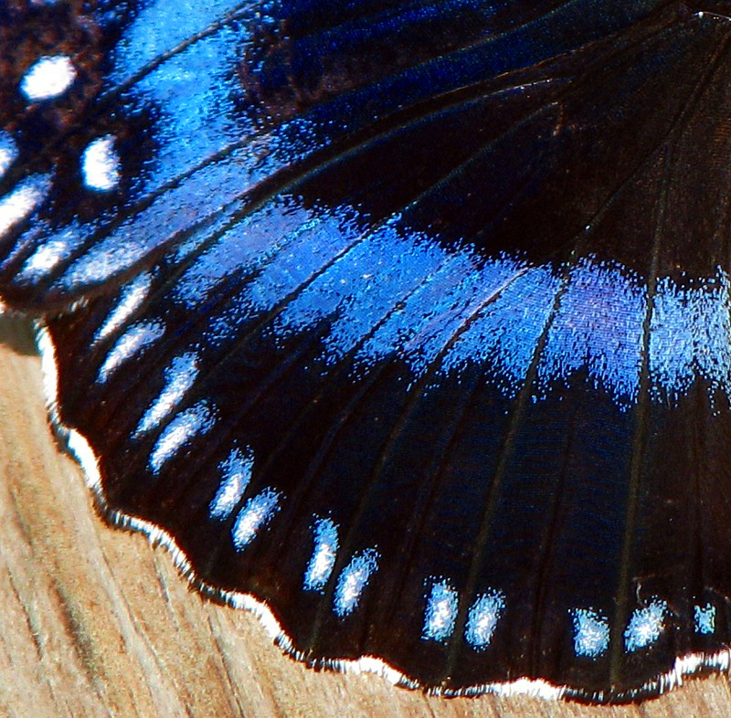 cailles bleues