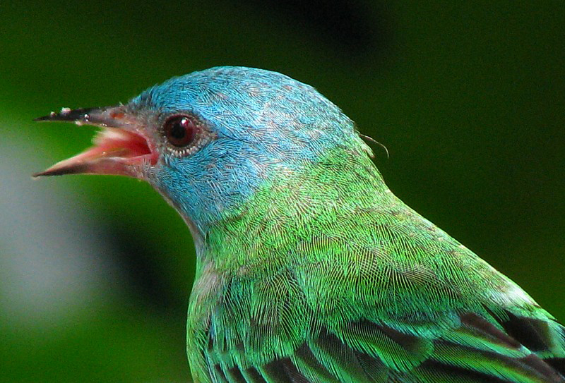 tte d'oiseau