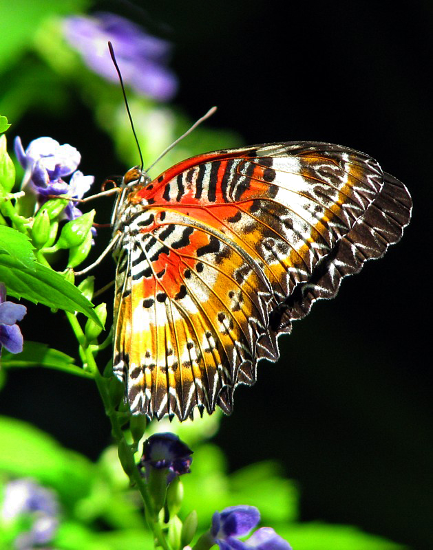le papillon tigr