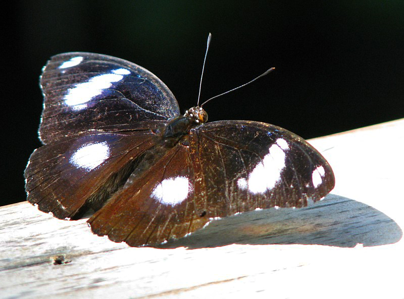 papillon aux yeux blancs