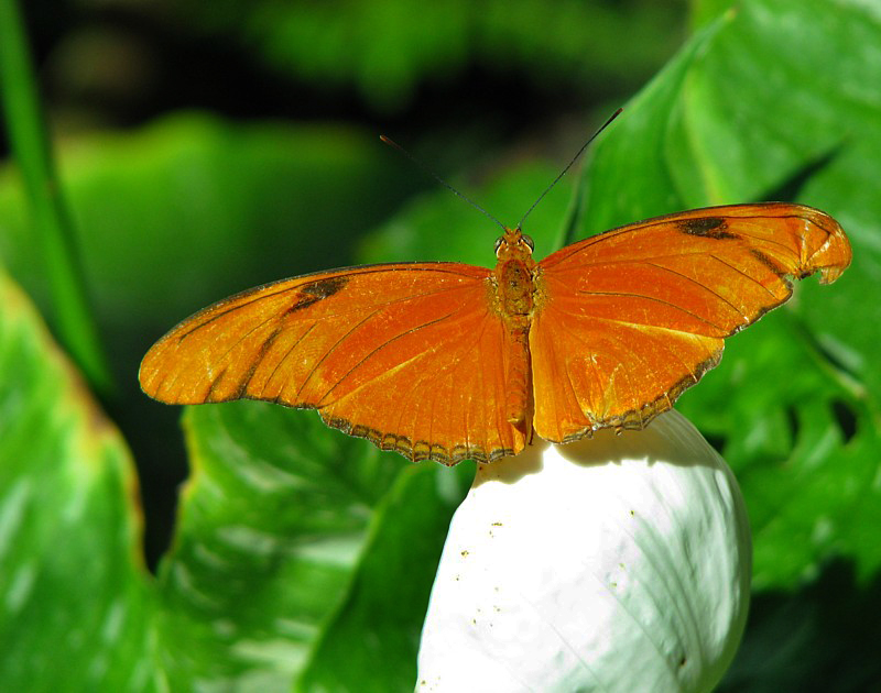 le papillon  full orange