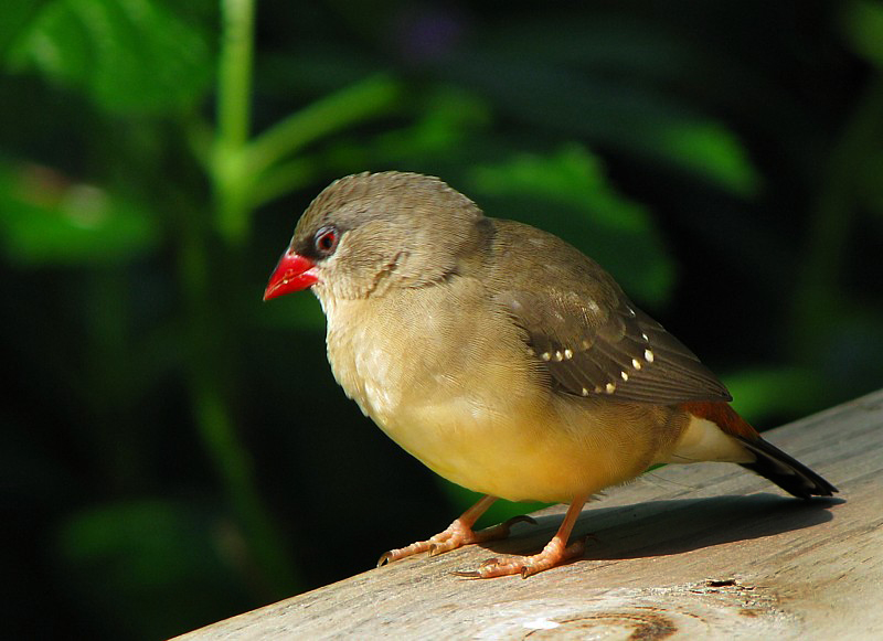 L'oiseau songeur