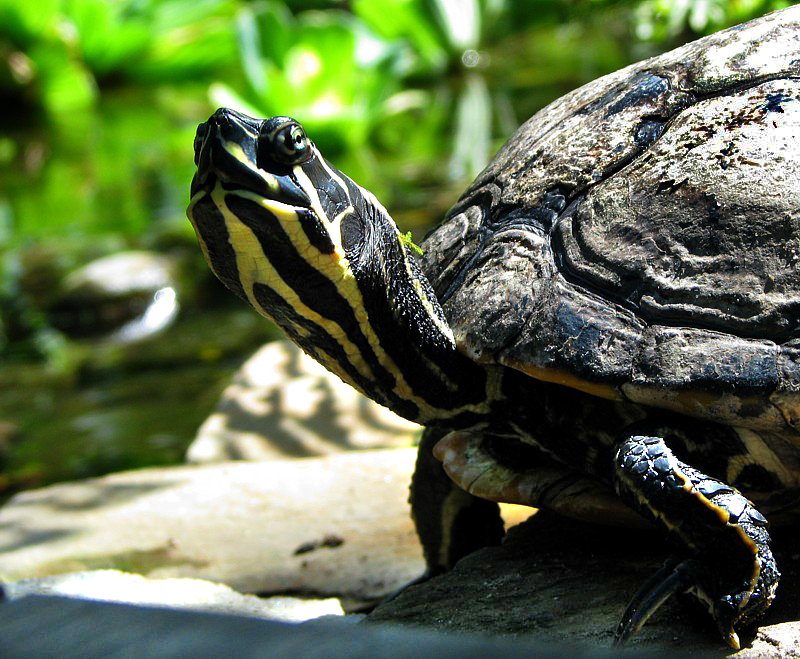 tortue aquatique