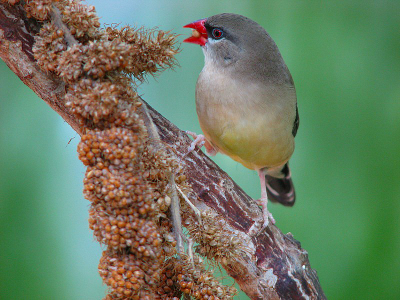 oiseau granivore