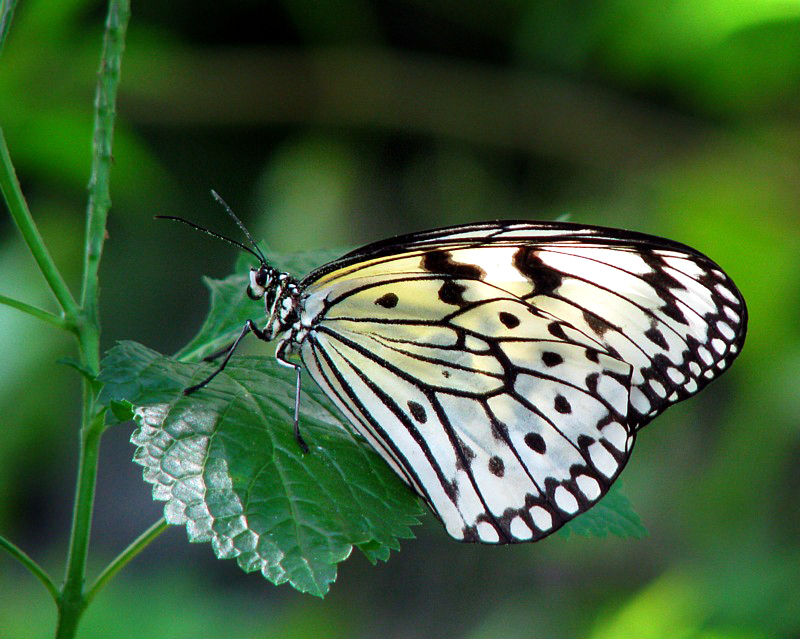 papillon pirid