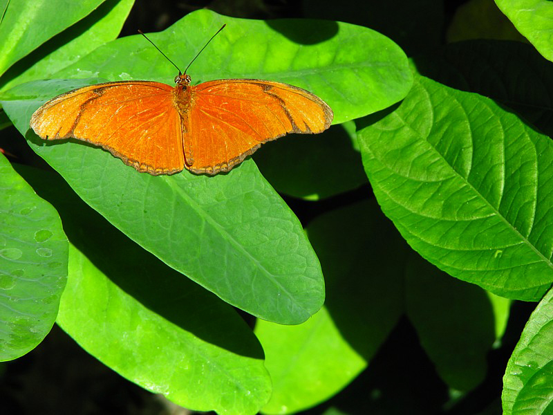 Un papillon bien bronz