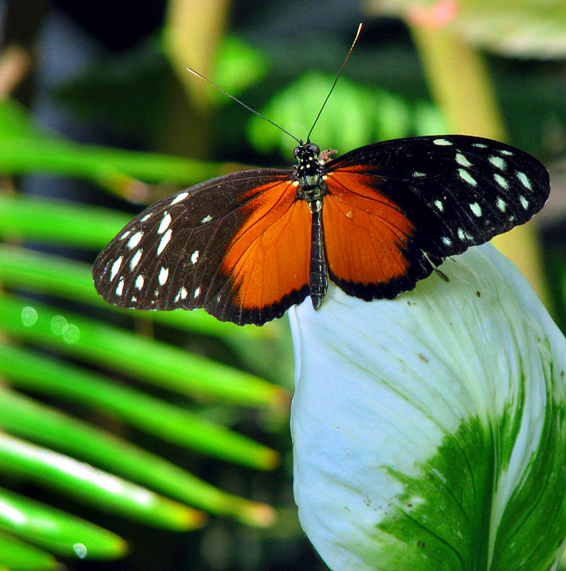 papillon orange  damier