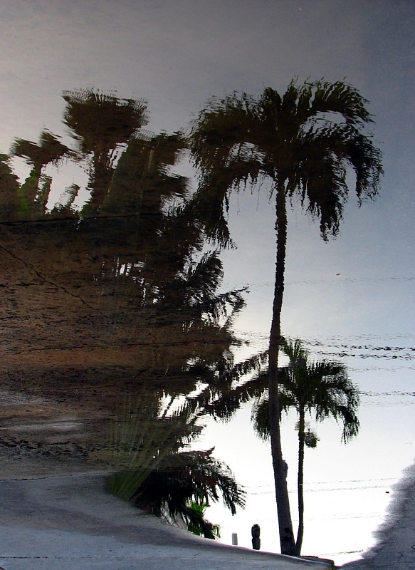 reflet du palmier