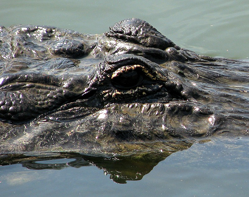 l'oeil de l'alligator