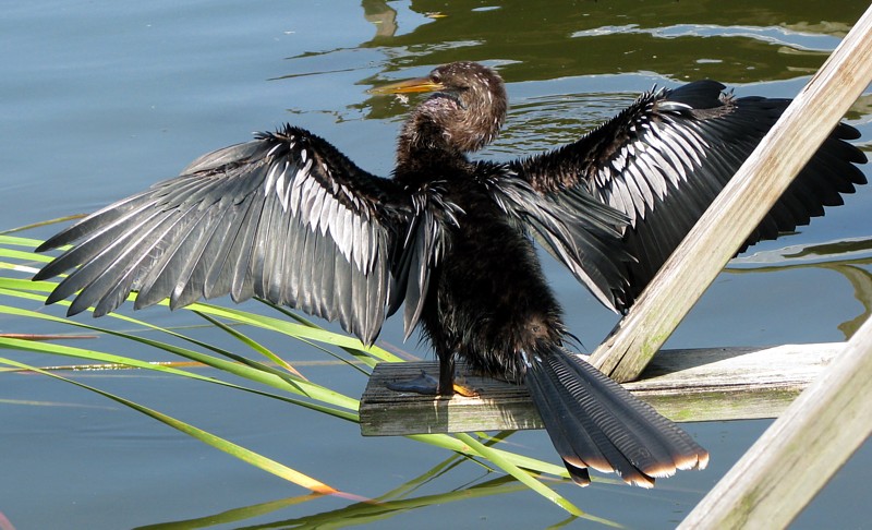 corde  linge aviaire