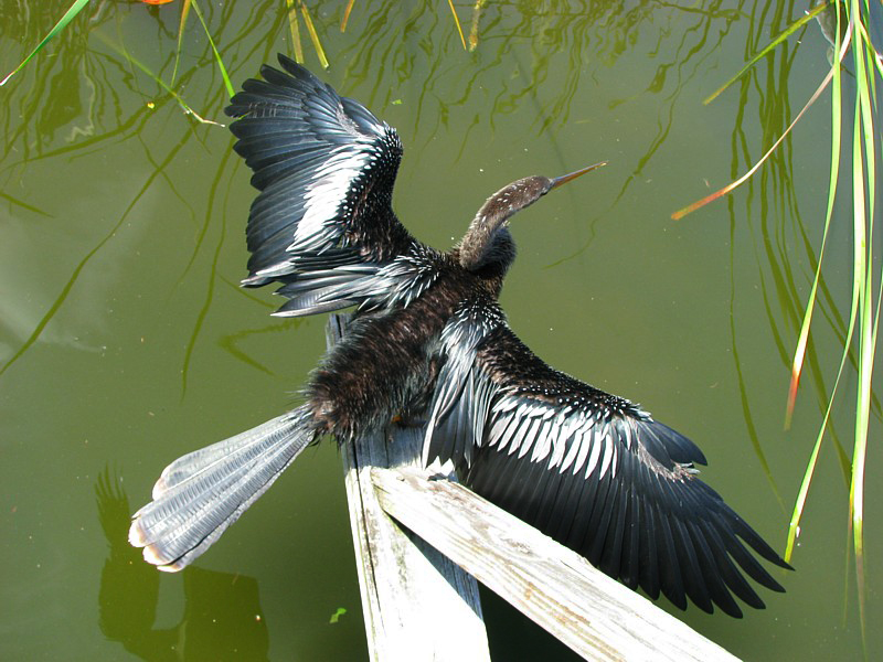 le cormoran  au schage