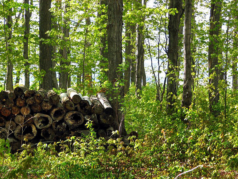 la vieille vieille corde de bois