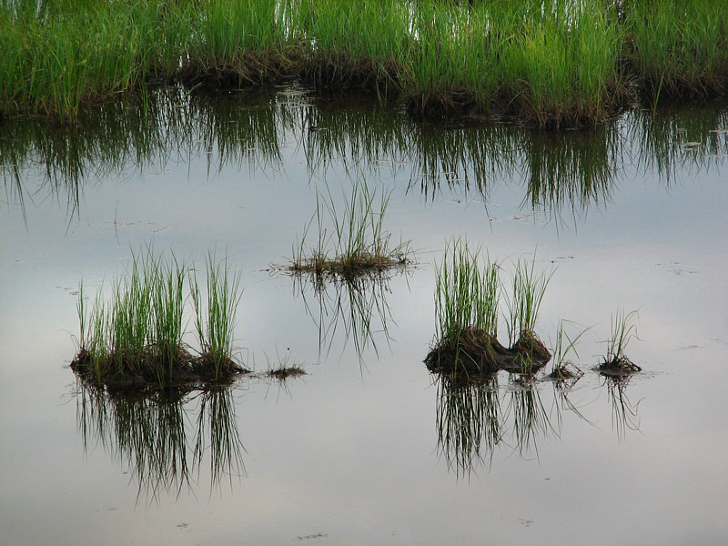 voiliers d'herbes