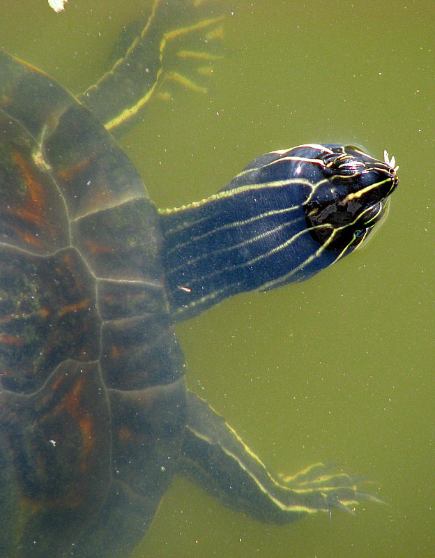 tortue aquatique