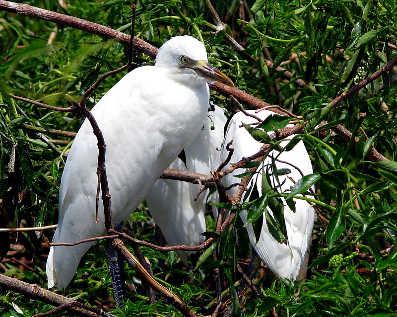 grette blanche