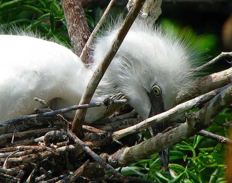 Jeune grette dans un nid
