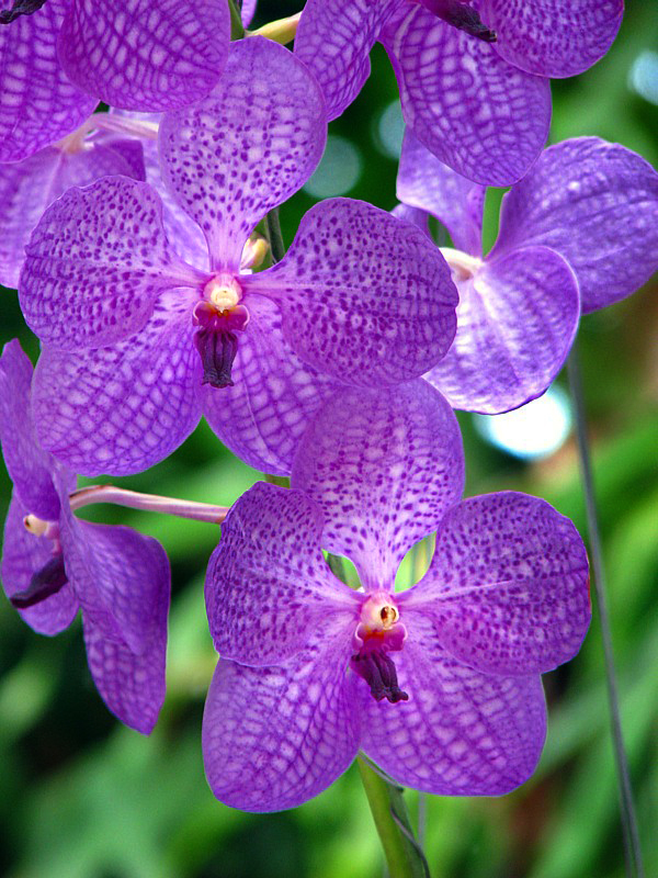 Orchide violette  tachete