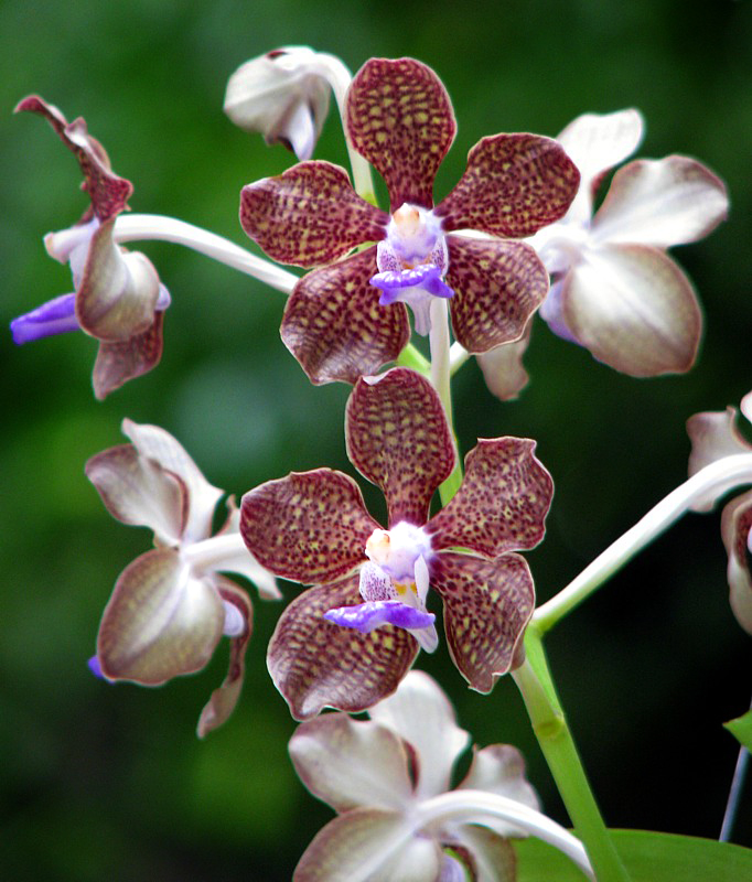 orchide bleue et  brune