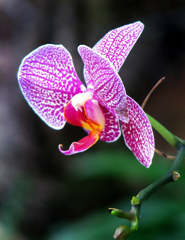 orchide  violette et orange