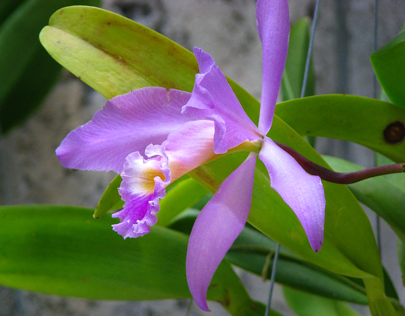 Orchide mauve