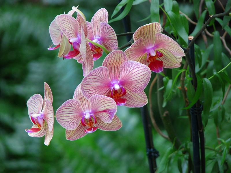 Orchides veines