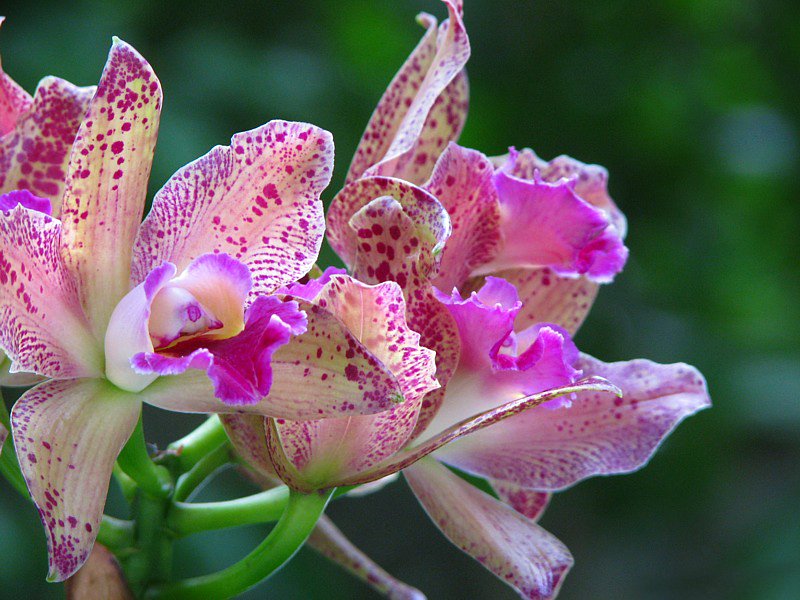 orchides tachetes