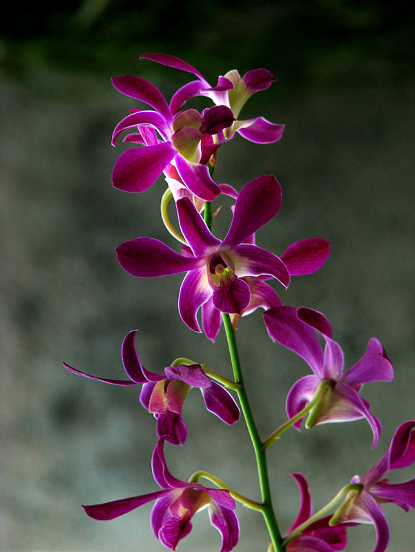 orchides sur fond noir