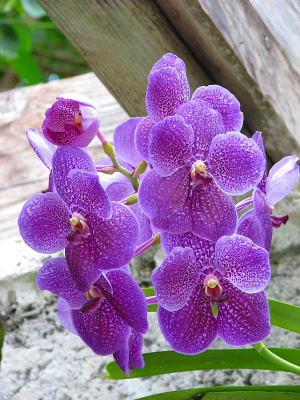 Orchides violaces