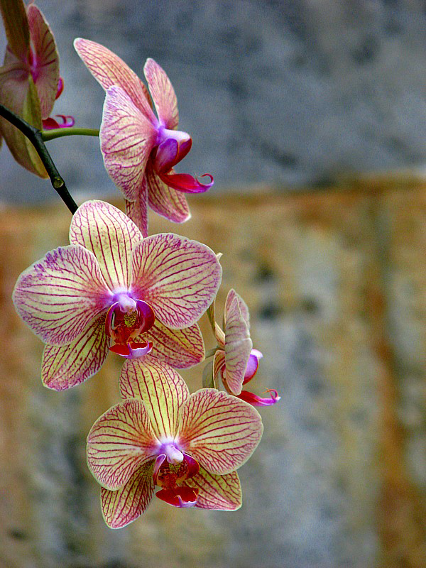Orchides  fleurs veines
