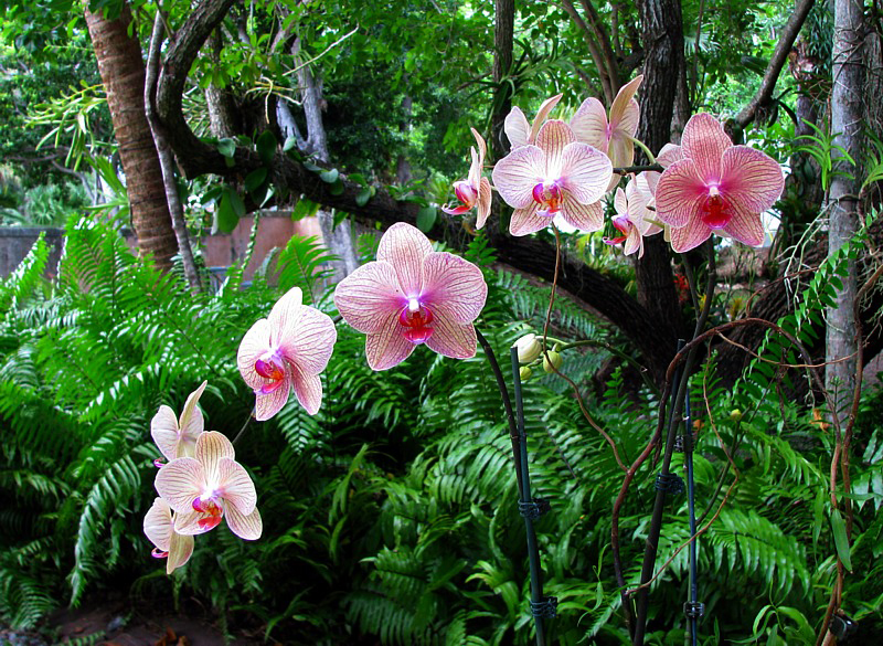 orchides sur tiges dans les bois