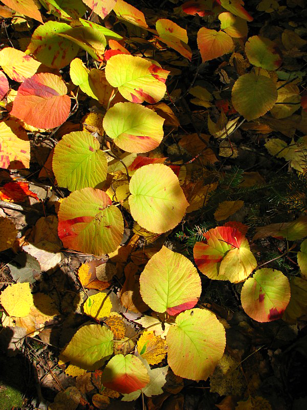 feuilles d'automne