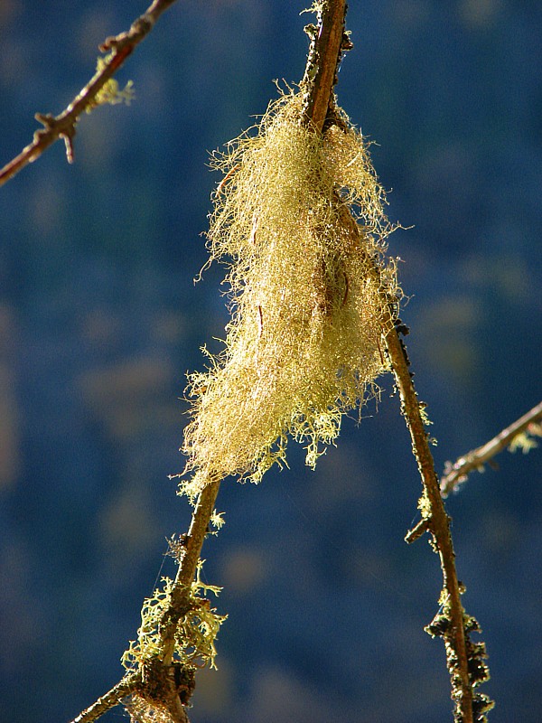 Lichens sur sapin