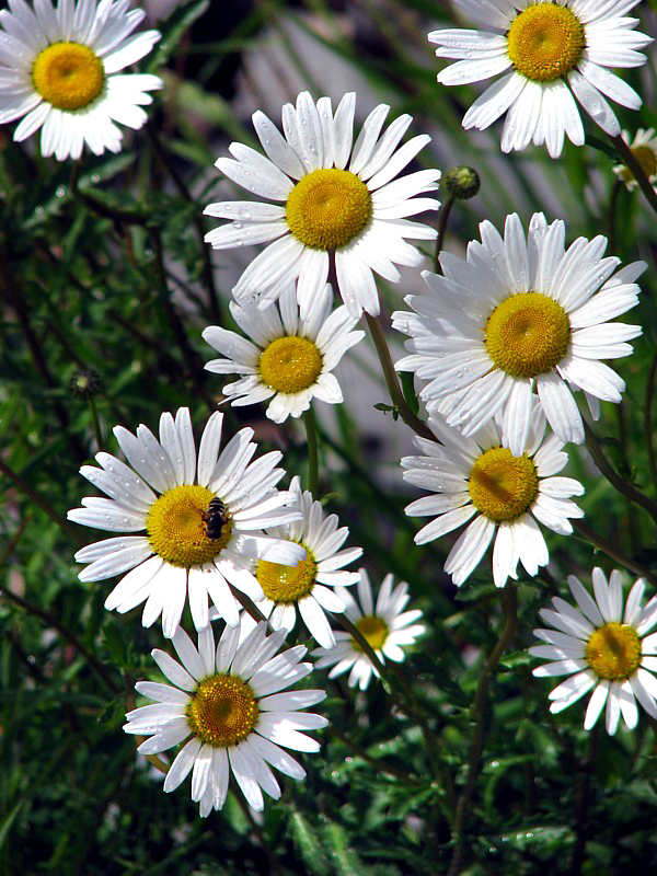 Marguerites dans les champs