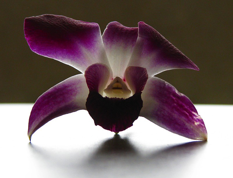 l'orchide comestible