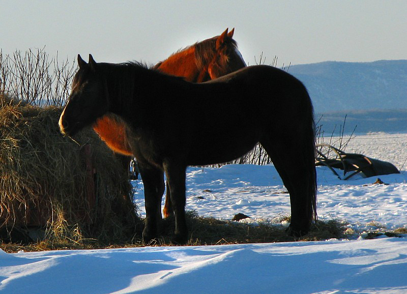 chevaux d'hiver