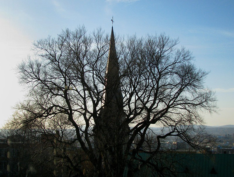 L'arbre devant le clocher de l'glise