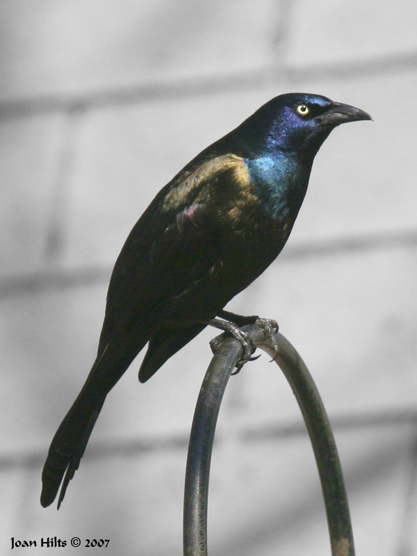 Common Grackle 07