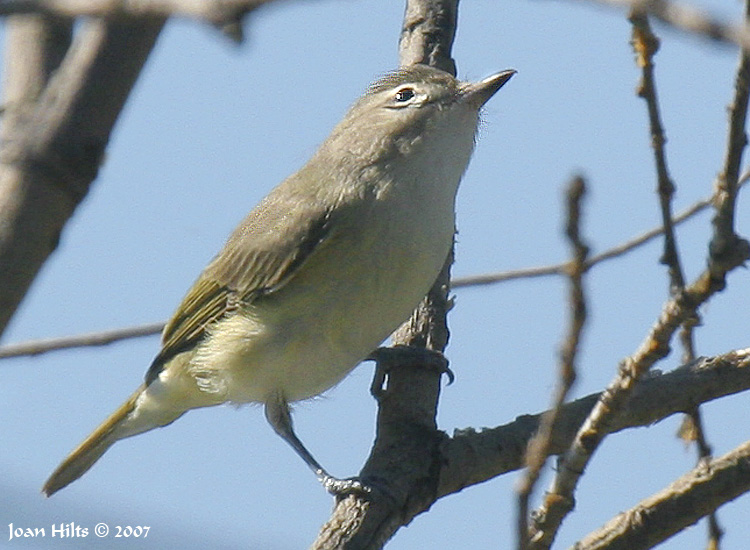 Warbling Vireo 01