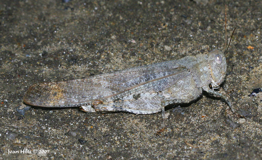 Carolina Locust 01