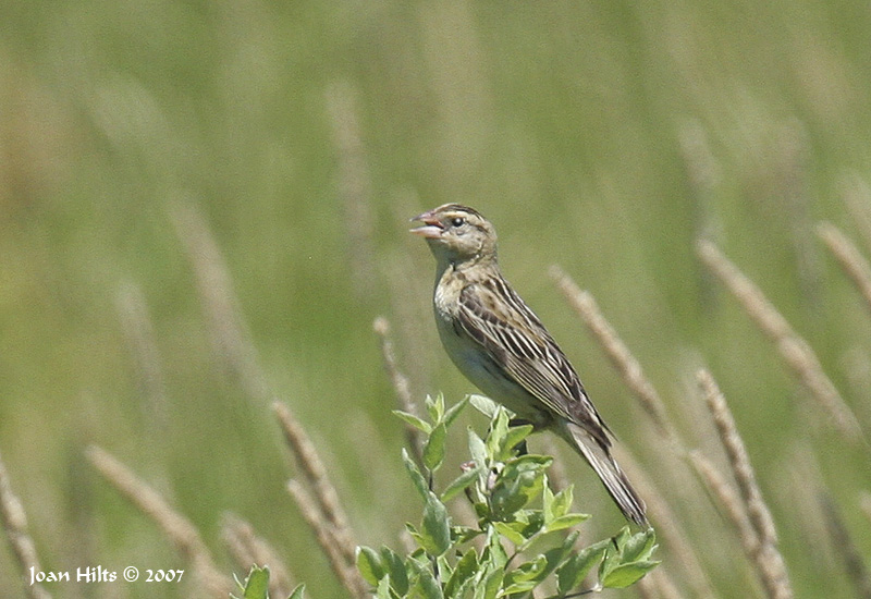 Bobolink 04