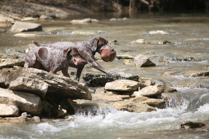 german_short_hair_pointer