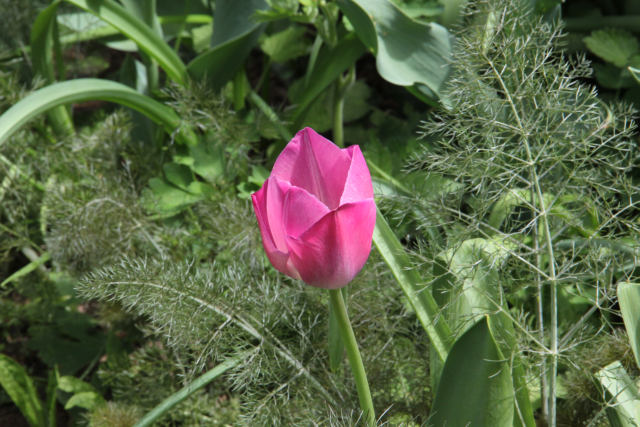 ir-120417__1464_12-41P.jpg