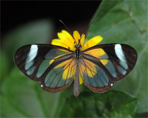 Beautiful Butterflys from Hemmy.net