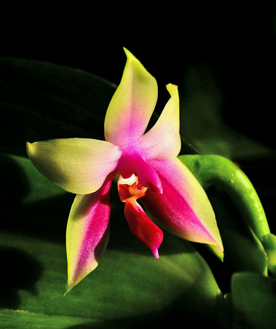 Phalaenopsis bellina