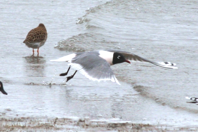 Franklins Gull (alternate in flight)