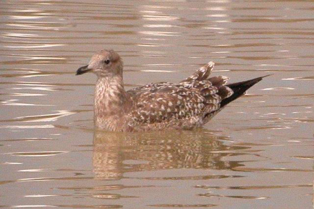 Lesser Black-backed Gull (juv)